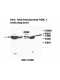 ISYNA1 Antibody