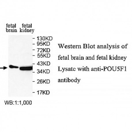 POU5F1 Antibody