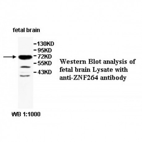 ZNF264 Antibody