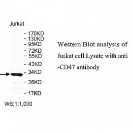 CD47 Antibody