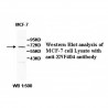 ZNF404 Antibody