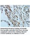 ANAPC2 Antibody