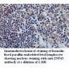 ZNF43 Antibody