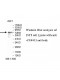 PID1 Antibody