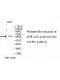 ZNF449 Antibody