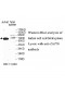 ZAP70 Antibody