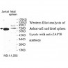 ZAP70 Antibody