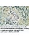 USP15 Antibody