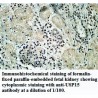 USP15 Antibody
