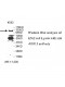 ZNF461 Antibody