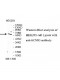 KCNS3 Antibody