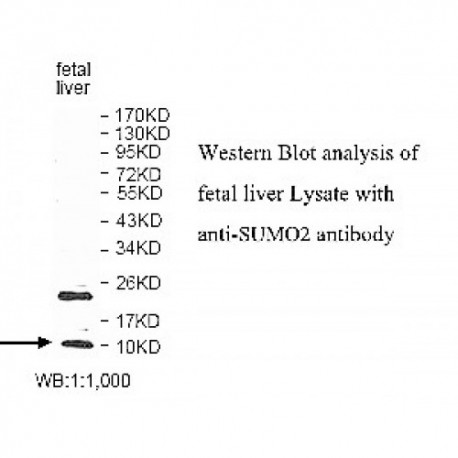 SUMO2 Antibody