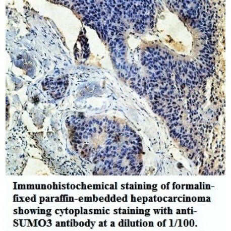 SUMO3 Antibody