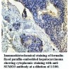 SUMO3 Antibody