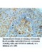 SUMO4 Antibody