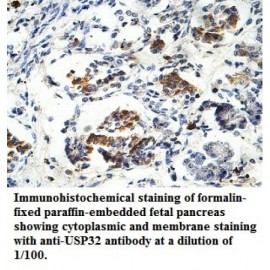 USP32 Antibody