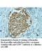 USP37 Antibody