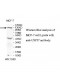 USP37 Antibody