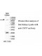 USP37 Antibody