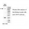 USP37 Antibody