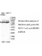 MDM4 Antibody