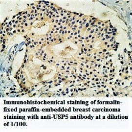 USP5 Antibody