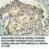 USP5 Antibody