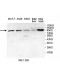 USP5 Antibody