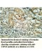 USP20 Antibody