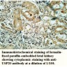 USP20 Antibody