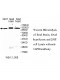 USP20 Antibody