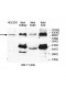 DNMT3A Antibody