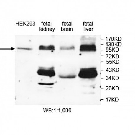 DNMT3A Antibody