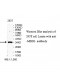 MBD3 Antibody