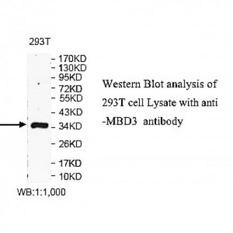 MBD3 Antibody