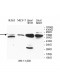 MBD4 Antibody