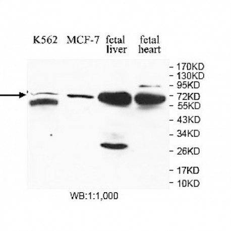 MBD4 Antibody