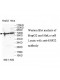 DNMT3A Antibody