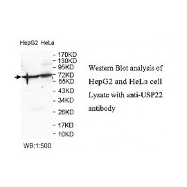 DNMT3A Antibody