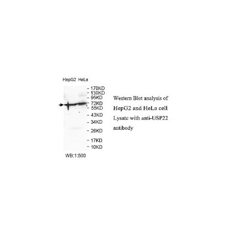 DNMT3A Antibody