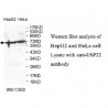 USP22 Antibody