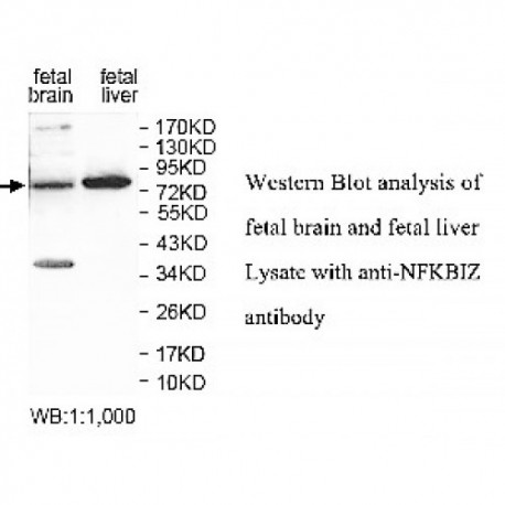 NFKBIZ Antibody