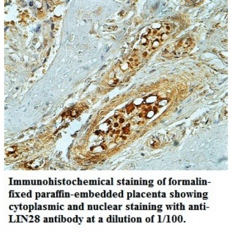 LIN28 Antibody