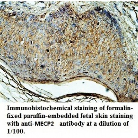 MECP2 Antibody