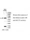 MECP2 Antibody