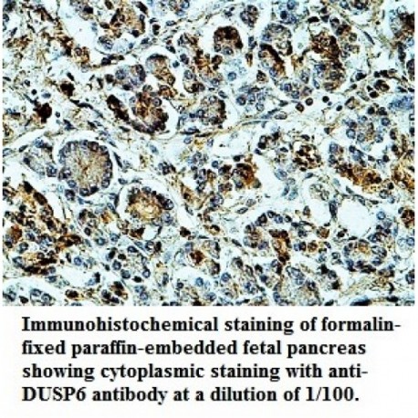 DUSP6 Antibody