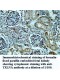TXLNA Antibody