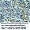 TXLNA Antibody