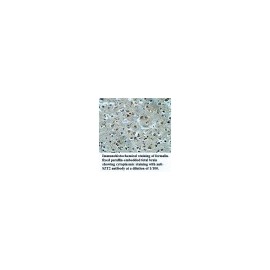 LIN28 Antibody
