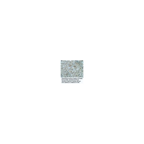 LIN28 Antibody